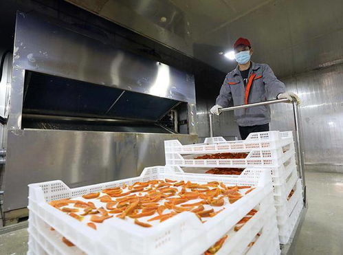 广西融安 红薯飘香脱贫路 加工增值产业兴